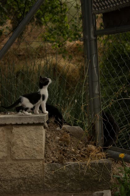 Curiosamente, los gatos suelen salir mejor parados de caídas desde grandes alturas que desde pisos más bajos