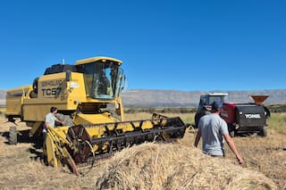 Comenzó la cosecha del trigo más austral del mundo