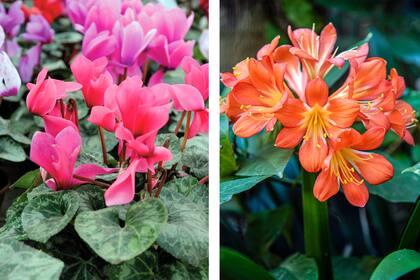 Cyclamen persicum y clivia, dos especies que el invierno no logra deterner