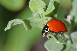 Vaquitas de San Antonio: por qué están en peligro y cómo se pueden salvar