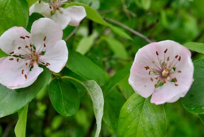 Cydonia oblonga no es un típico árbol ornamental, pero su belleza merece un lugar privilegiado en el jardín