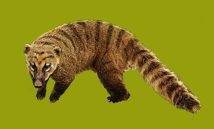 "Cyonasua lutaria", una especie emparentada con los coatíes y los mapaches pero de tamaño mayor y extinto