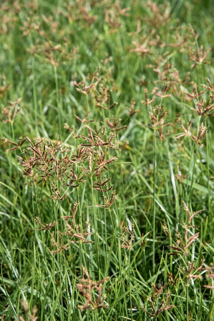 Cyperus rotundus (cebollín) en plena floración.