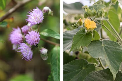Cyrtocymura scorpioides y Abutilon grandifolium, dos arbustos con flores espectaculares que se pueden cultivar en maceta