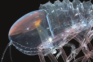 Cómo es el animal “transparente” que pasa desapercibido en el fondo del mar
