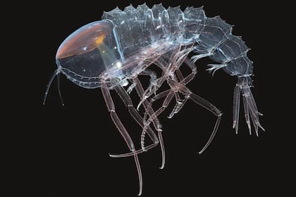 Cystisoma es una especie en investigación (Foto KJ Osborn/Smithsonian)