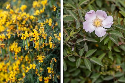 Cytisus scoparius (izq.) y Rosa eglantera (der.), dos especies exóticas