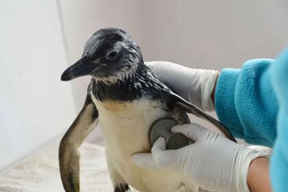 El pingüino cordobés comía pescados de río y estaba en contacto con otros animales domésticos en un patio Santa Rosa de Calamuchita