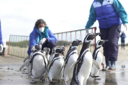 Son aves migratorias que se reproducen en la patagonia y después nadan hasta el sur de Brasil