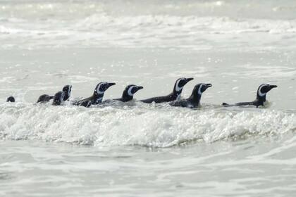 Los animales ya están saludables y listos para emprender su viaje