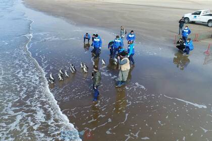 Una vista aérea del retorno de las aves a su hábitat natural