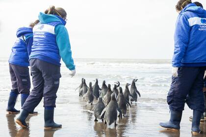 Los 15 pingüinos que regresaron al mar fueron rescatados y rehabilitados
