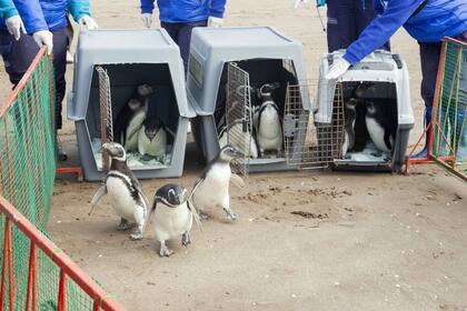 El pingüino es un animal gregario, por eso lo mejor es devovlerlos al mar en grupo