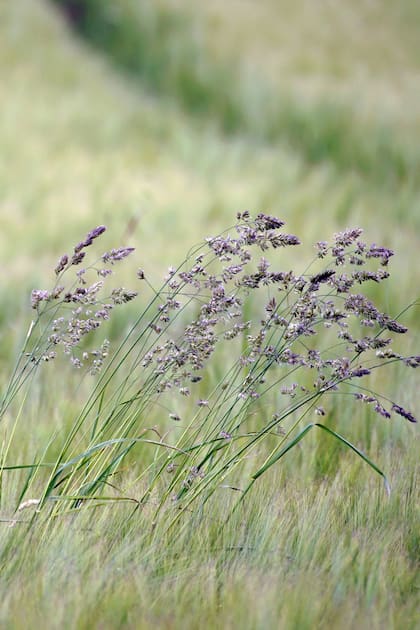 Dactylis glomerata, una graminea perenne saludable para los gatos