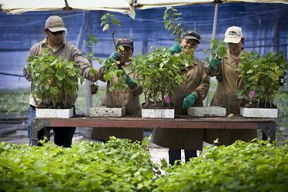Una jornada en el Vivero Mercier