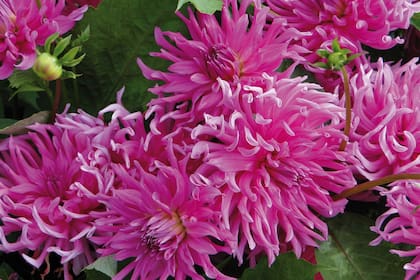 Dahlia x hortensis (dalia). El género cuenta con unas 36 especies, la mayoría endémicas de México, donde se la considera flor nacional.