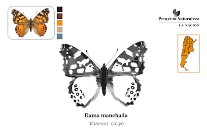 Dama manchada para colorear