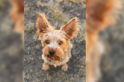 Dandie Dinmont Terrier suele ser cazador de pequeñas especies (Foto Unsplash)