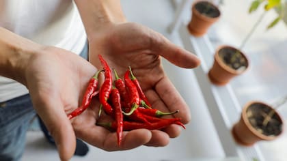 Daniel Jager muestra pimientos crecidos en el balcón de su departamento en Estocolmo