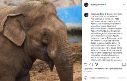 Daniela Cardone cuestionó la intención de trasladar elefantes argentinos a un santuario en Brasil