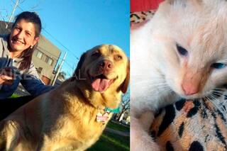 Trabaja con pacientes con coronavirus y mataron a sus mascotas para que se mude