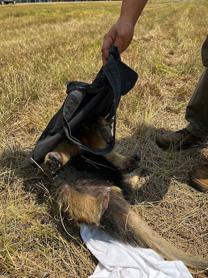 Daniela y otras personas intentaron agarrar con una bolsa de tela remeras al pequeño oso pero sus garras eran muy fuertes.