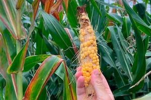 Una plaga destruyó 6,5 millones de toneladas de maíz y se perdieron unos US$1200 millones