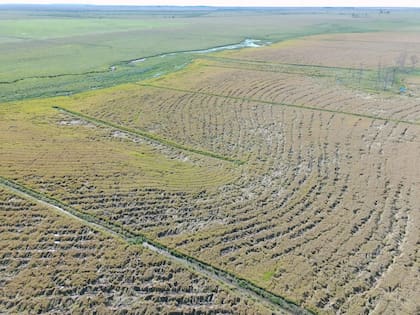 Daños en arroz por jabalíes