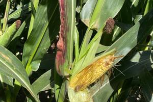 Se perdieron 2,5 millones de toneladas de maíz por el calor y una temible plaga