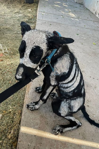 Dante cayó en las manos equivocadas y fue pintado con esmalte tóxico.