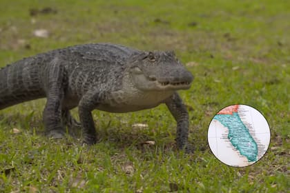 Dar de comer a caimanes y cocodrilos altera su comportamiento y es ilegal en Florida.