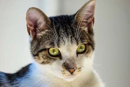 Dar de comer atún a tu gato en exceso puede ser perjudicial, especialmente el atún enlatado para humanos (Foto ilustrativa: PIXABAY)