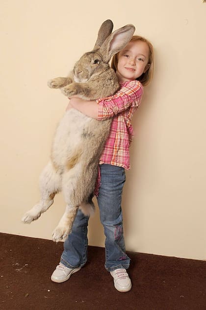 Darius, el conejo más grande del mundo