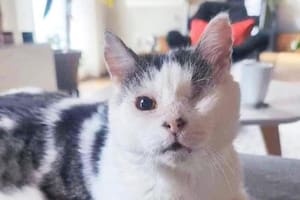 Darius fue encontrado muy lastimado y enfermo