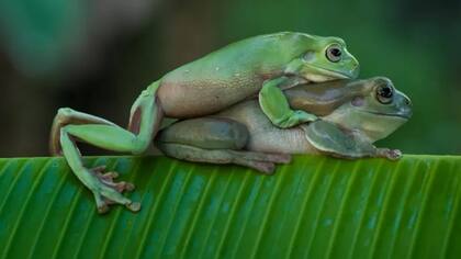 Darwin puso poco énfasis en los mecanismos de selección sexual que operan después del apareamiento