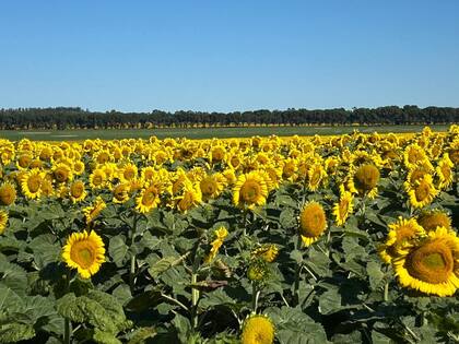 Datos de la consultora AZ-Group proyectan un incremento superior al 15% en la superficie sembrada con girasol y un aumento cercano al 10% en maíz entre los clientes de la organización