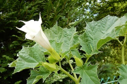 Datura stramonium: su uso popular decayó con el avance de la farmacología moderna, pero su fama de “hierba del diablo” la mantuvo al margen