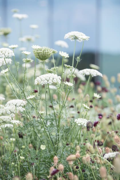 Daucus carota, o zanahoria, ideal para ramos elegantes