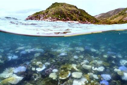 Attenborough recuerda lo impresionado de quedó cuando buceó por primera vez en la Gran Barrera de Coral en Australia.
