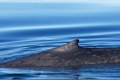 La historia de las ballenas, cuya población se ha recuperado rápidamente, ha sido para Attenborough una fuente de enorme optimismo.