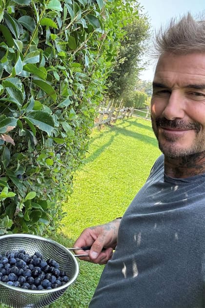 David cosecha endrino, un fruto que emplea como aromarizante para preparar bebidas destiladas