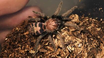 Davus Pentaloris de Costa Rica, un ejemplar exótico e imponente