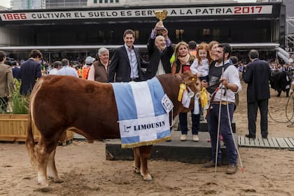 Un ejemplar de la raza Limousin