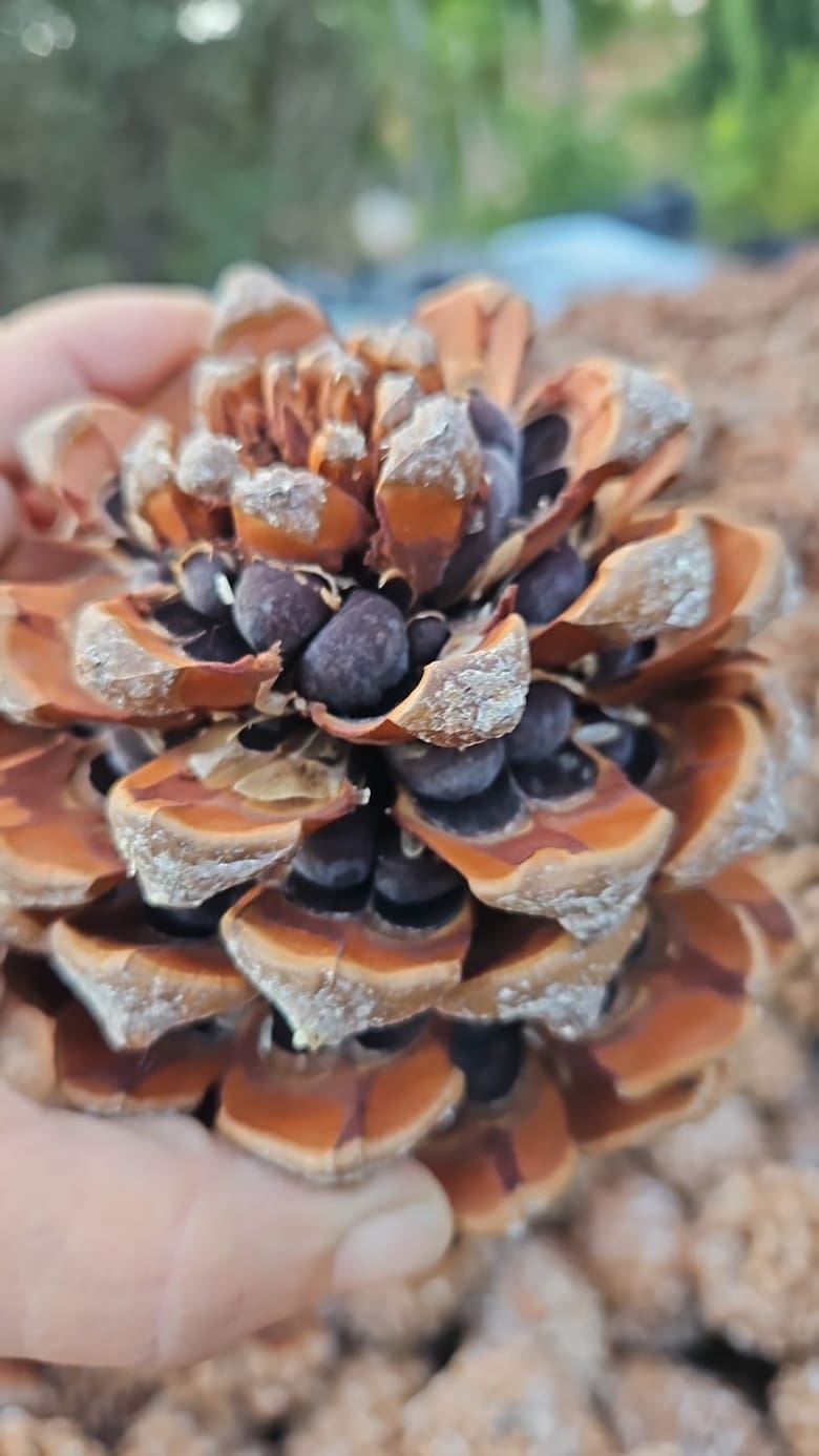 El pino piñonero de la Costa Atlántica que conquista Europa a 100 euros el kilo