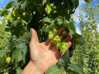 De 30 productores que había hace unos años en la zona de El Bolsón quedaron solo cinco
