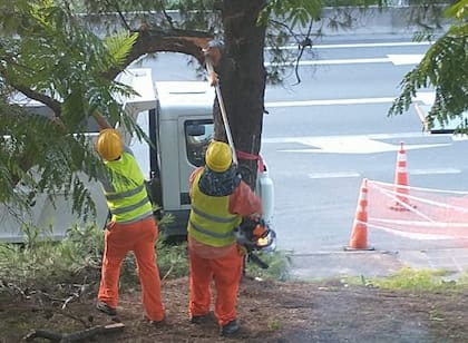 De 600 árboles añejos en peligro de ser talados, los vecinos afirman que solo salvaron 38