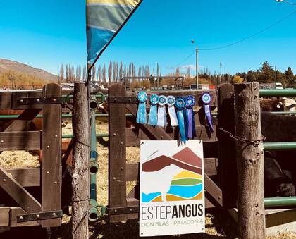 De a poco el Angus se va metiendo en la Patagonia