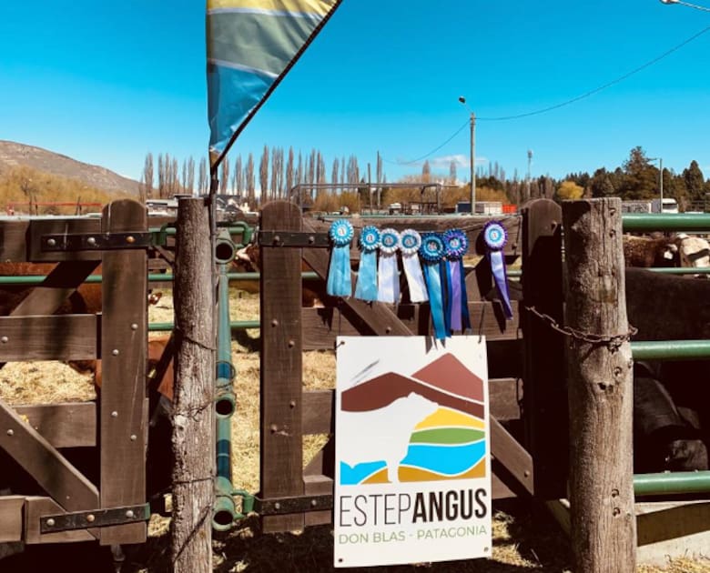 Angus en la estepa: la revolución ganadera de Iturburu en la Patagonia