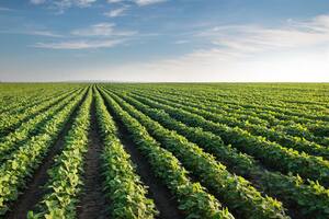 Un informe estima que en 2023 el país podría tener otro ingreso récord con la soja y el maíz: US$32.655 millones