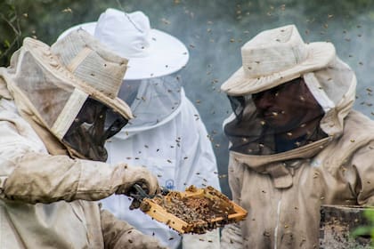 De acuerdo a los datos del Registro Nacional de Productores Apícolas, en el país hay poco más de 17.000 productores